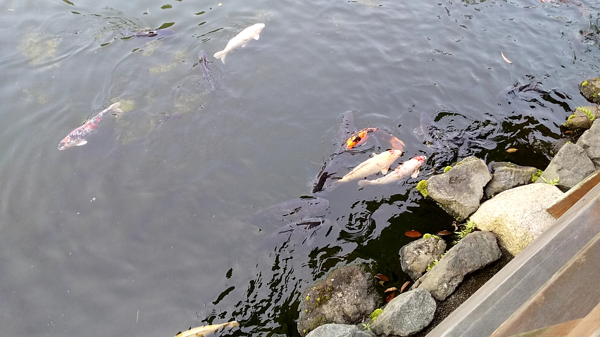 瓢月亭の庭園の池に鯉が泳いでいます